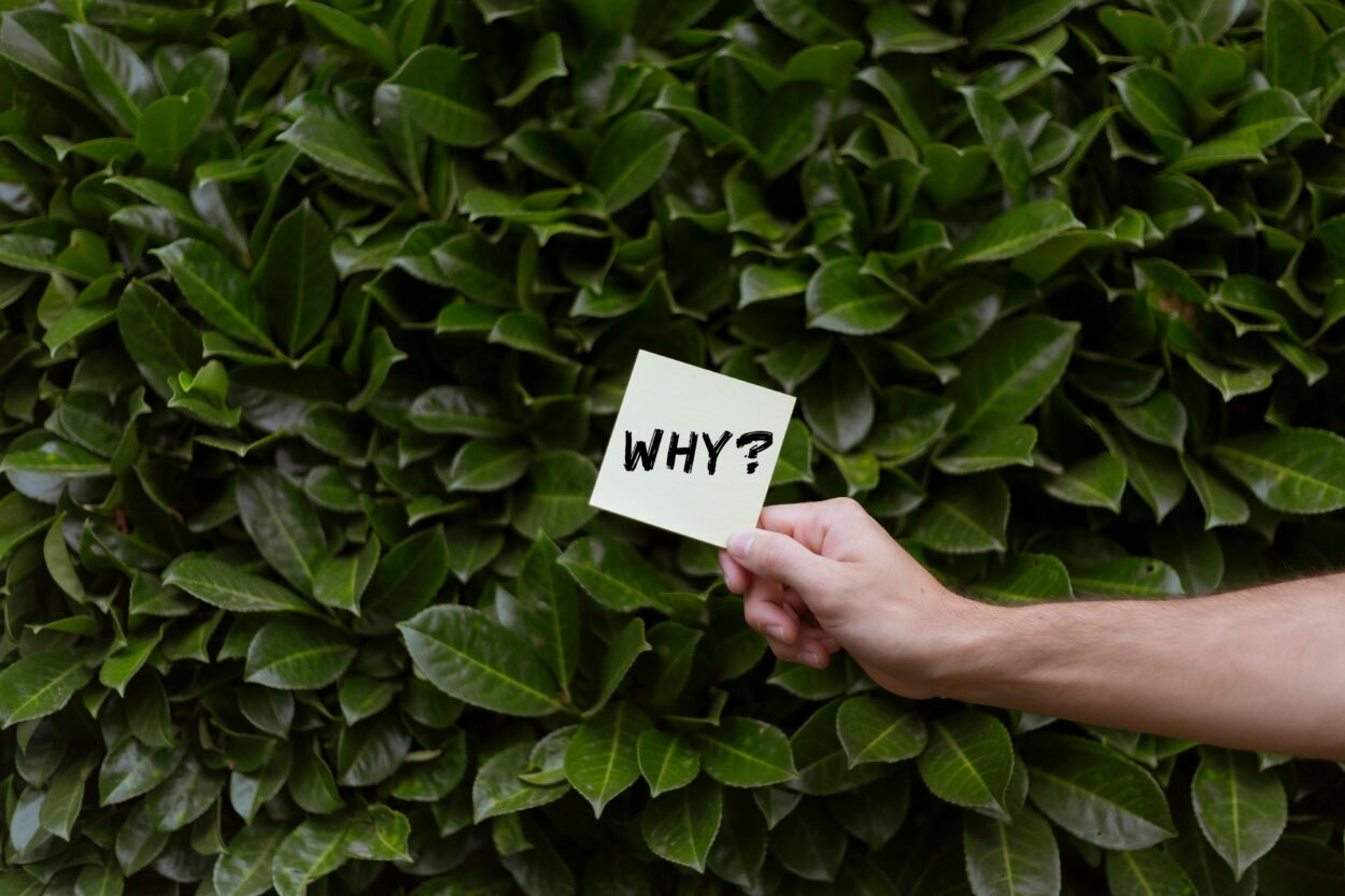 The word why, set against a green leafy bush.